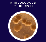 Rhodococcus erythropolis